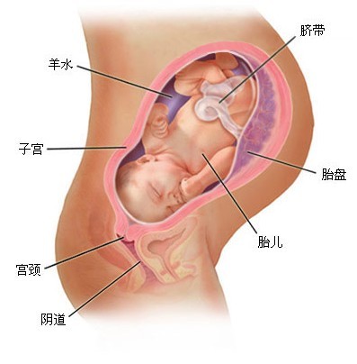 怀孕第九个月的胎儿图（超声图）
