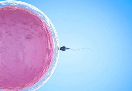 长沙试管婴儿流程_中医药在胚胎移植中的应用