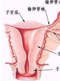 多囊卵巢综合症的症状是什么？了解更多关于卵巢的信息
