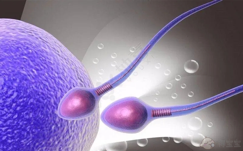 胚胎移植微刺激方案是否成功？排卵期间应注意什么